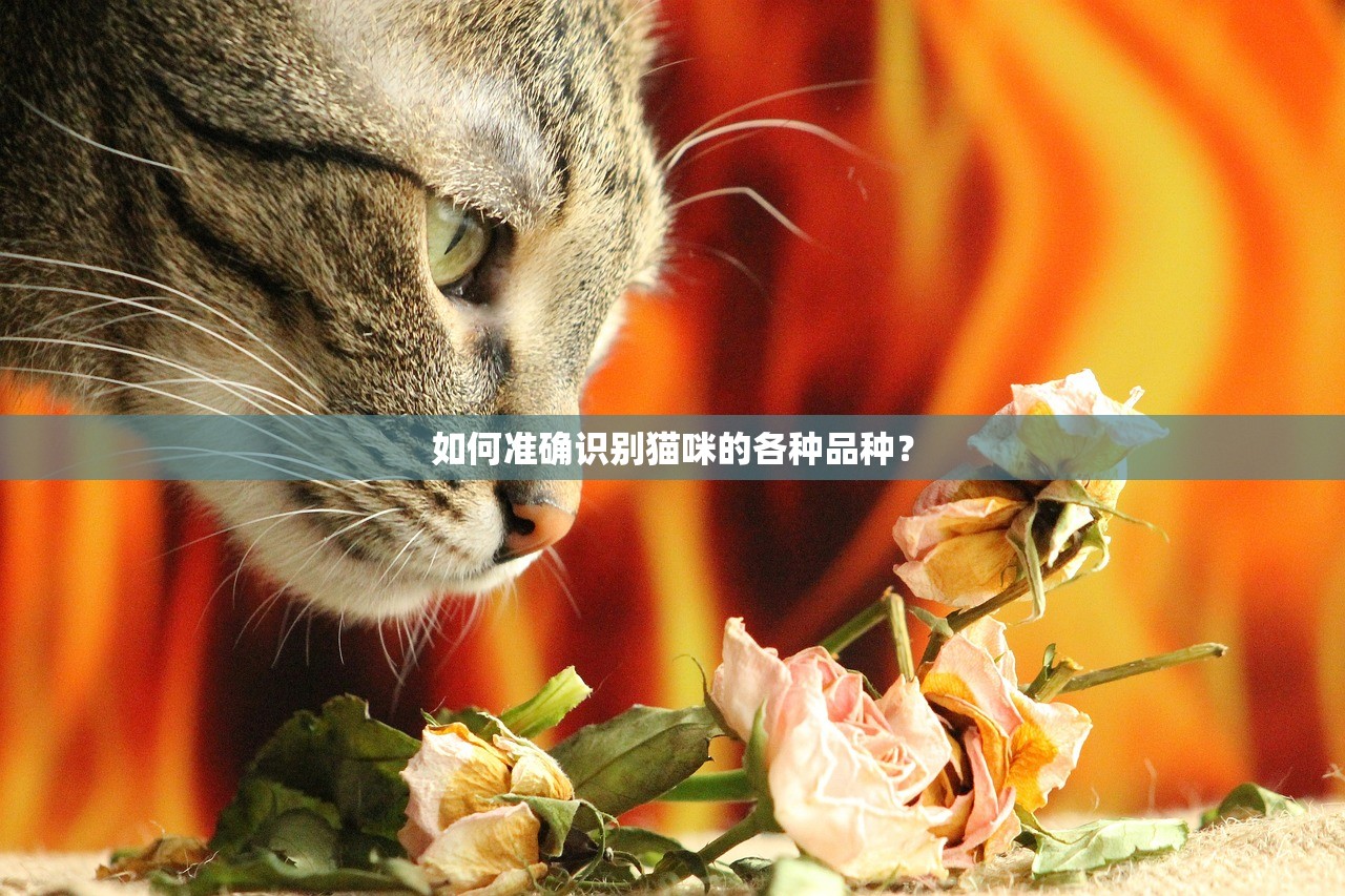 管家婆一码一肖资料大全|实践研究解释落实_Gold.5.529