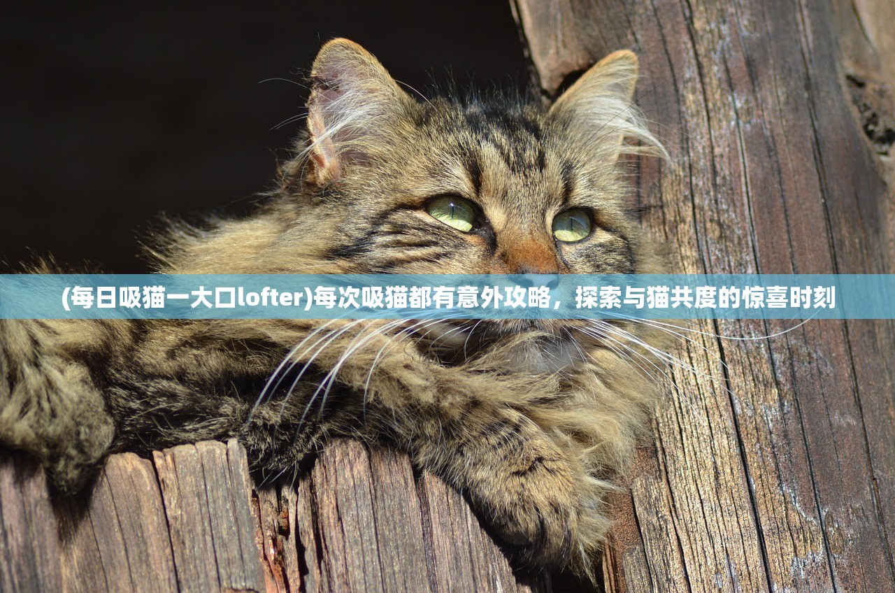 (真龙英雄手游官网)真龙英雄手游，探索古代武侠世界的奇幻旅程