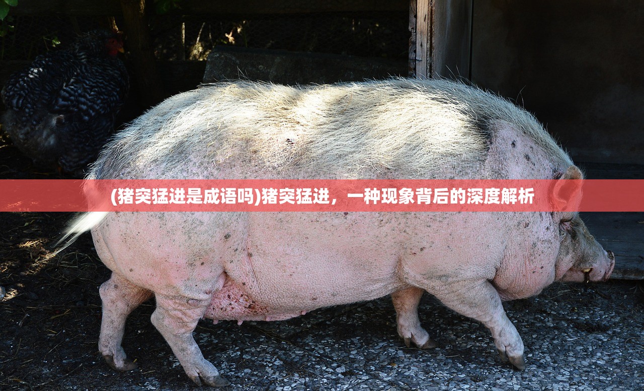(猪突猛进是成语吗)猪突猛进，一种现象背后的深度解析