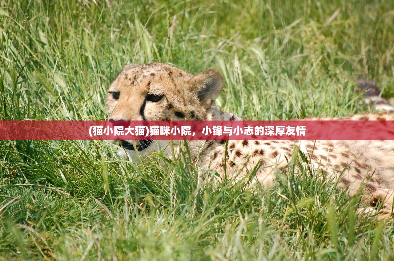 (猫小院大猫)猫咪小院，小锋与小志的深厚友情