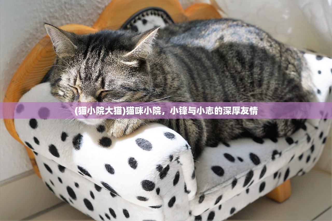 (猫小院大猫)猫咪小院，小锋与小志的深厚友情
