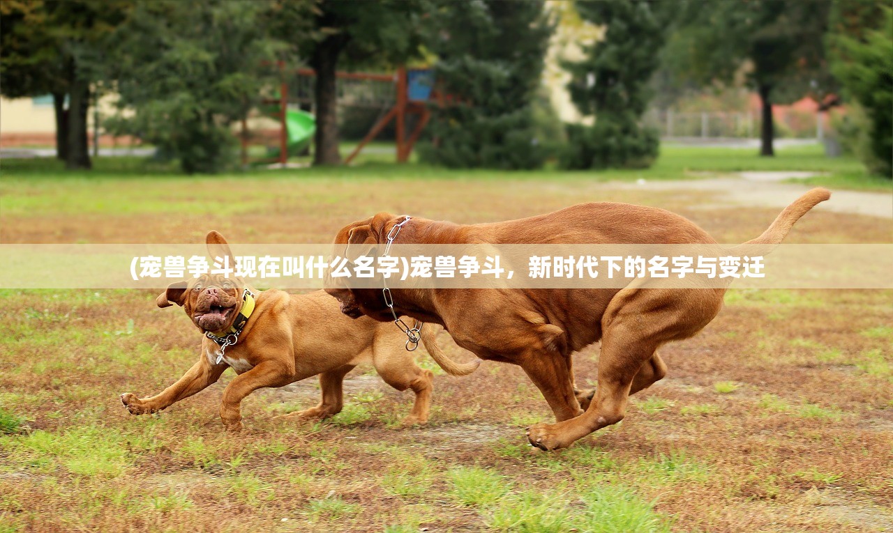 (宠兽争斗现在叫什么名字)宠兽争斗，新时代下的名字与变迁