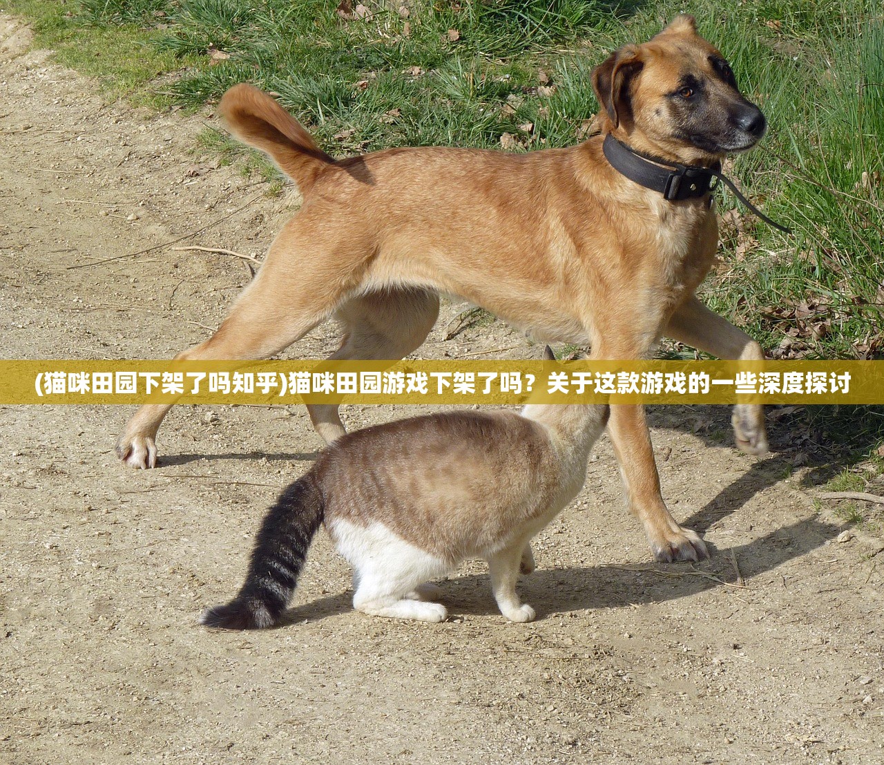 (猫咪田园下架了吗知乎)猫咪田园游戏下架了吗？关于这款游戏的一些深度探讨