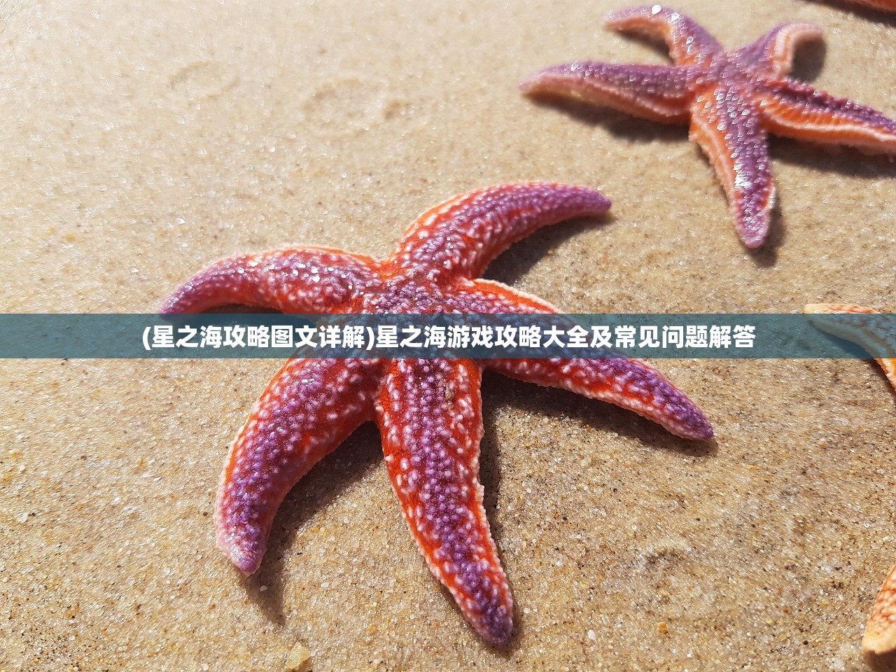(星之海攻略图文详解)星之海游戏攻略大全及常见问题解答